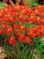 Inkalilie (Alstroemeria) 'Orange King' 1 St.