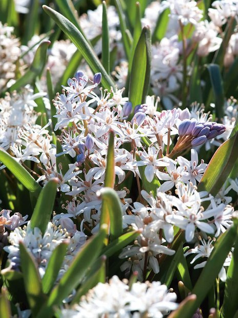 Blaustern (Scilla bifolia) Pink