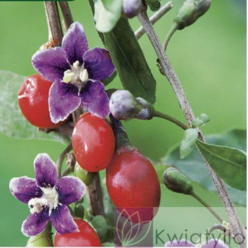 Nasiona Jagody Goji (Lycium barbarum) - Najzdrowsze Owoce