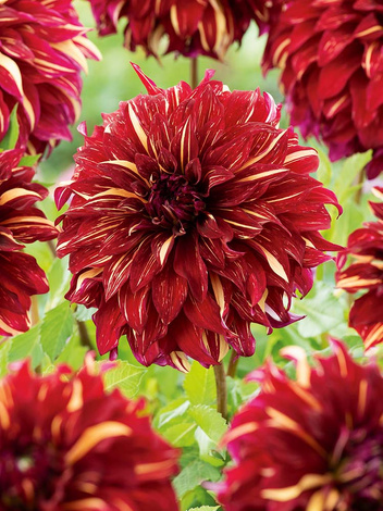 Dahlie (Dahlia) Bohemian Spartacus