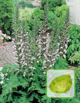 Nasiona Akant Miękki - Acanthus Mollis