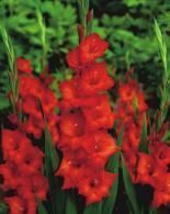 Gladiole billig (Gladiolus) 'Mascagni'