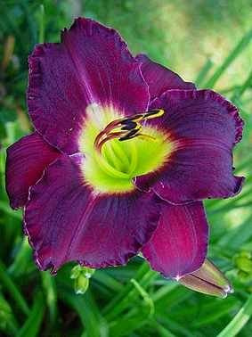 Liliowiec (Hemerocallis) Bela Lugosi