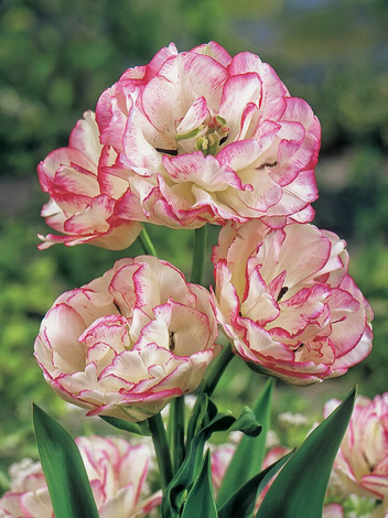 Tulpe (Tulipa) 'Belicia'