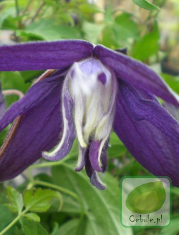 Powojnik (Clematis) Purple Spider