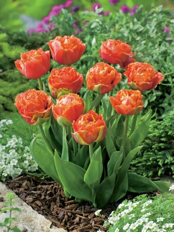 Tulpe (Tulipa) 'Sensual Touch' 