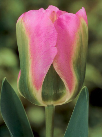 Tulpe (Tulipa) 'Groenland'