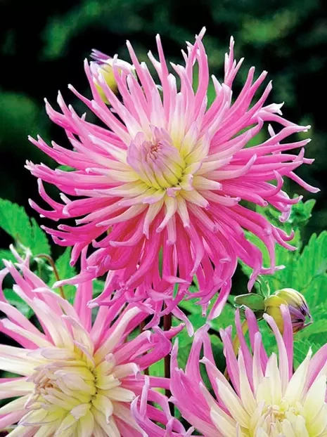 Dahlie (Dahlia) 'Star's Favourite'