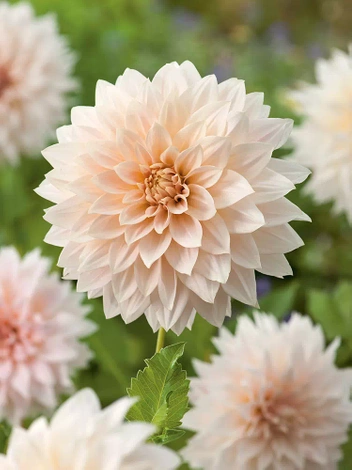 Dahlie (Dahlia) 'Cafe au Lait'