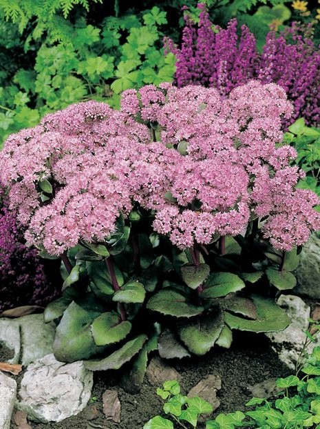 Fetthennen (Sedum spectabile) 'Matrona'