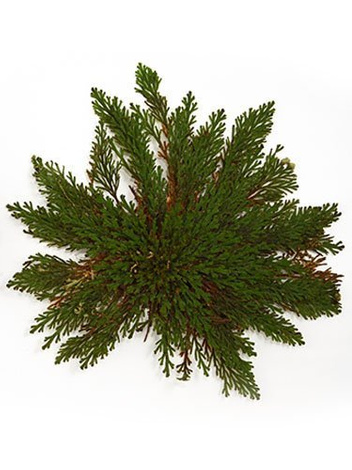 Jerichorose (Selaginella lepidophylla) - Symbol für Glück und Liebe