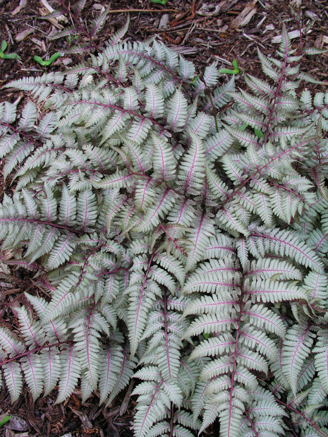 Japanische Frauenfarne (Athyrium) 'Silver Falls'  1 St.