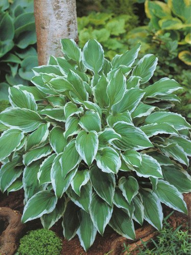 Funkie (Hosta) 'Albomarginata'