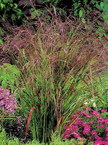 Ziergras (Panicum virgatum) 'Rotstrahlbush'