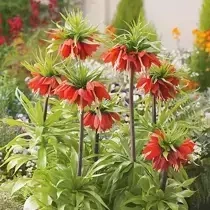 Kaiserkrone (Fritillaria) 'Rubra' 1 St.