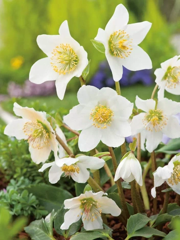 Lenzrose (Helleborus niger)