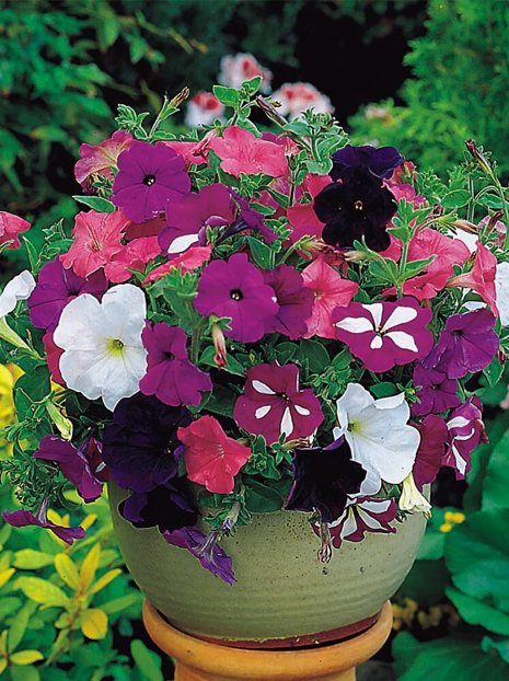 Samen Hängepetunien (Petunia pendula)