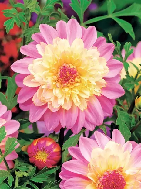 Dahlie (Dahlia) 'Lambada'