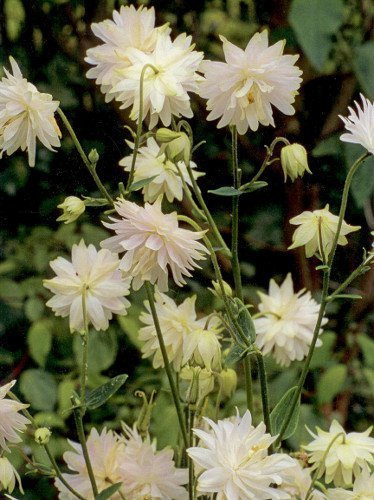 Akelei (Aquilegia) 'Barlow White' 1 St.