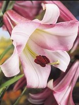 Lilie (Lilium) 'Pink Perfection'