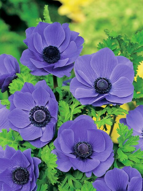 Anemone (Anemone) 'Mr Fokker' 5 St.