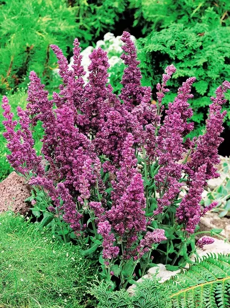 Salbei (Salvia nemorosa)  'Plumosa'