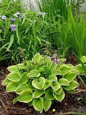 Funkie (Hosta) Golden Tiara 1 St.