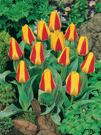 Tulpe (Tulipa) 'Stresa'