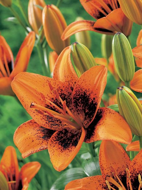 Lilie (Lilium) ’Tribal Dance’