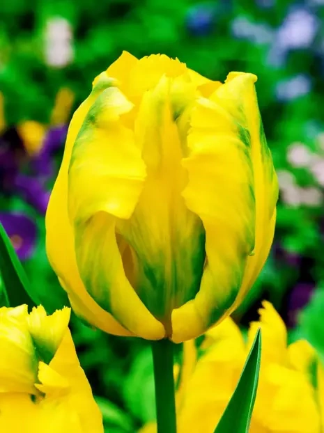 Tulpe (Tulipa) 'Texas Gold' 5 St.