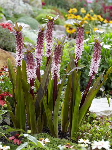 Eukomis (Eucomis) 'Indian Summer'