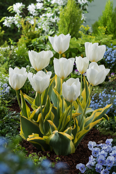 Tulpen Purissima Blond 5 St.