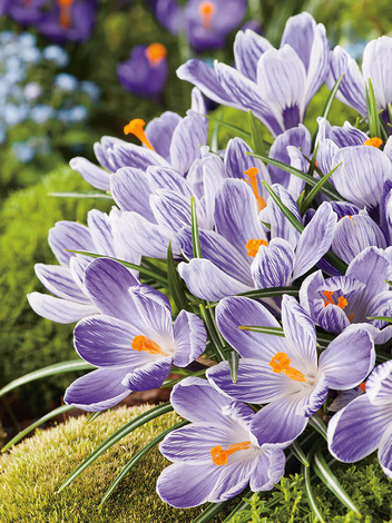 Krokus (Crocus) 'Pickwick'