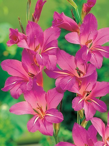 Gladiole (Gladiolus communis) Byzantinus 10 St.