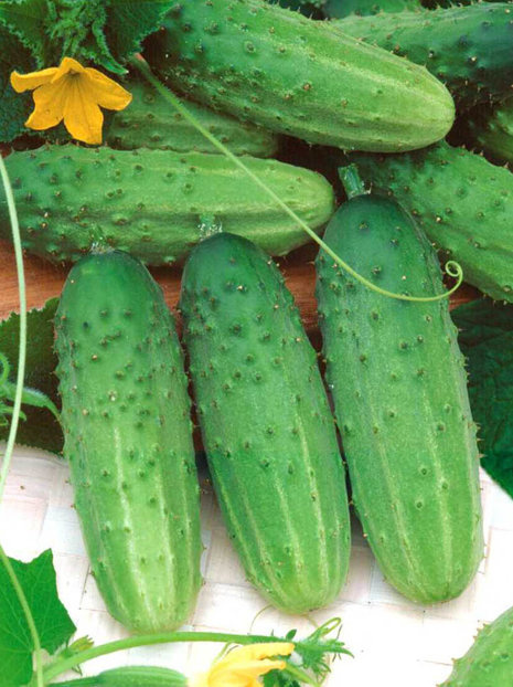 Samen Gurke (Cucumis sativus) Sremski