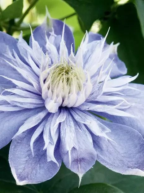 Clematis (Clematis) 'Blue Explosion'