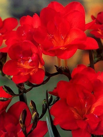 Fressie (Freesia double) gefüllt rot