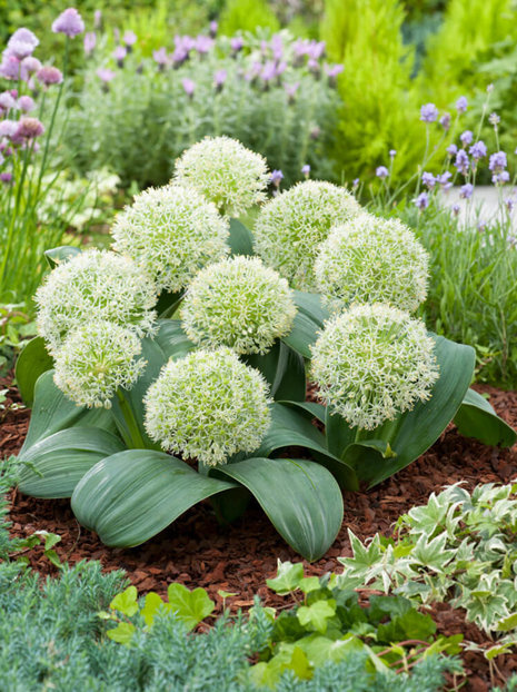 Blauzungenlauch (Allium) 'Karataviense'