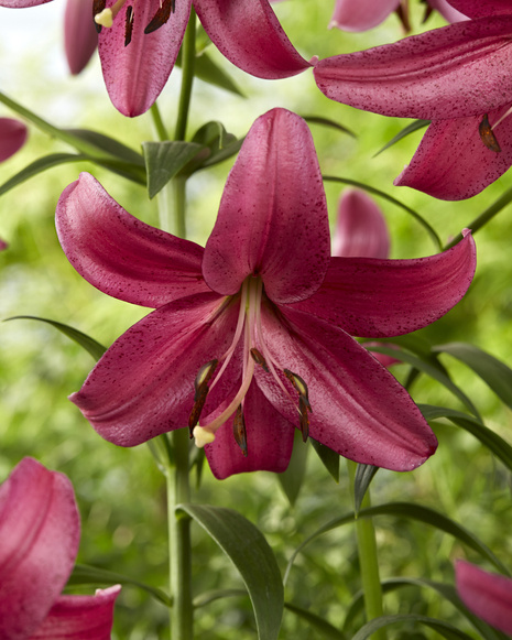 Lilie (Lillium)  'Purple Marble' 1 St.