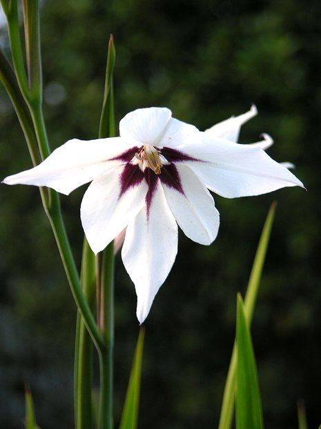 Sterngladiole (Acidantera bicolor)