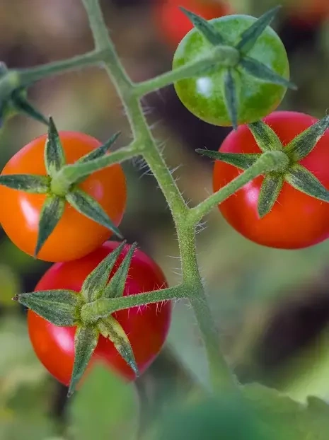 Samen mini Tomaten 'Gartenperle'