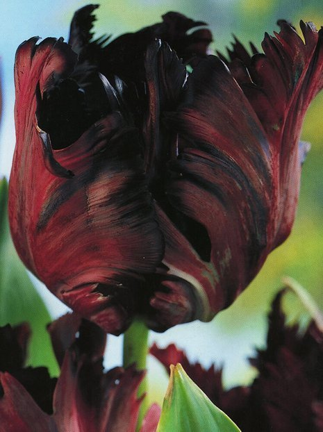 Tulpe (Tulipa) 'Black Parrot'