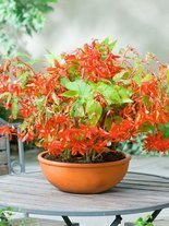 Begonie Hanging Basket-Pendula Orange 1 St.