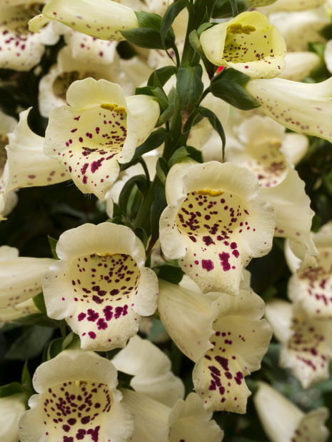 Fingerhut (Digitalis) 'Virtuoso Cream' 1 St.