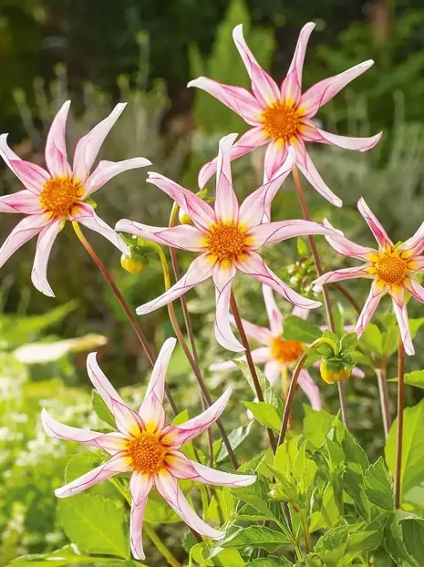 Dahlia (Dahlia) 'Honka Fragile'