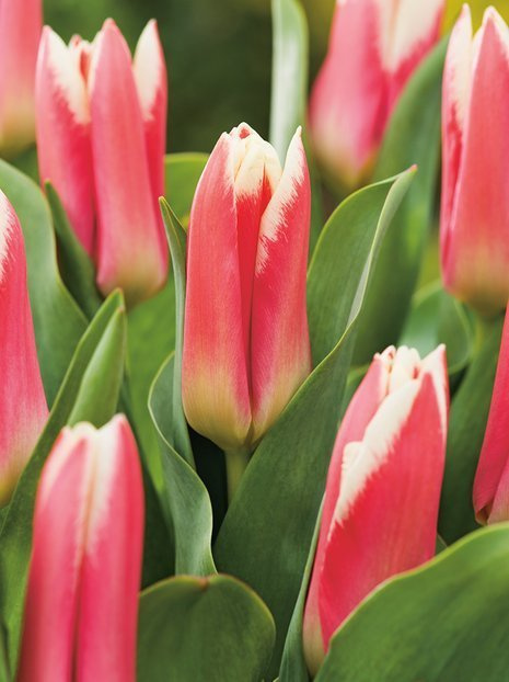 Tulpe (Tulipa Fosteriana) 'Pirand' 5 St.