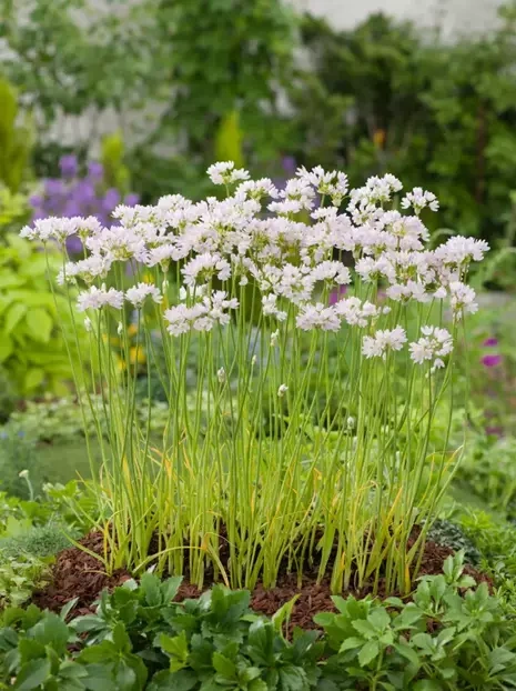 Zierlauch (Allium) Roseum 1 St.