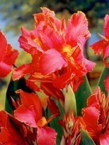 Blumenrohr (Canna) 'Aida' 1 St.