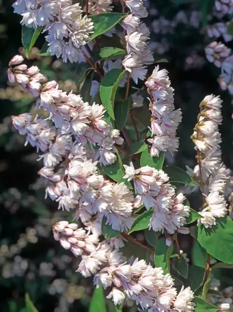 Maiblumenstrauch (Deutzia scabra) 'Plena' - Zierstrauch