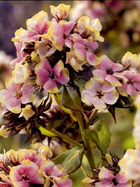 Flammenblume (Phlox paniculata) 'Sherbet Blend'